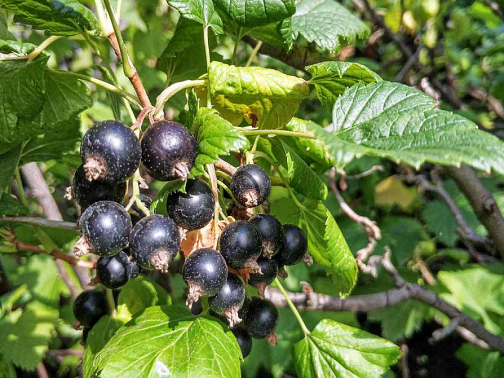 ​Смородина чёрная, листья резаные, /лат. Ribes nigrum/. - фото