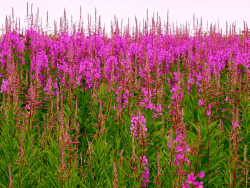 Иван- чай (кипрей узколистный), (лат. Chamaenérion angustifolium, или Epilóbium angustifolium) - фото