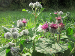 Лопух большой, корни, резаные /лат. Arctium láppa/ - фото