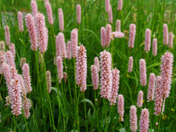 ​Горец змеиный (раковые шейки),  /лат. Bistorta officinalis/. - фото