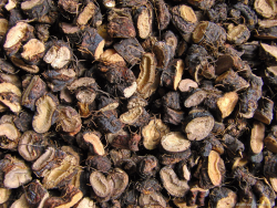 ​Горец змеиный (раковые шейки),  /лат. Bistorta officinalis/. - фото2