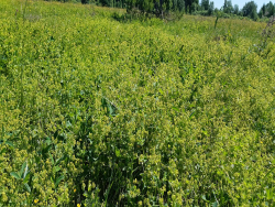 Манжетка обыкновенная (грудная трава), трава резаная,/лат. Alchemilla vulgaris/ - фото