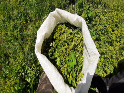 Манжетка обыкновенная (грудная трава), трава резаная,/лат. Alchemilla vulgaris/ - фото2