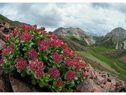 Золотой корень (родиола розовая) корневища, сушёные, /лат. Rhodíola rósea/ - фото
