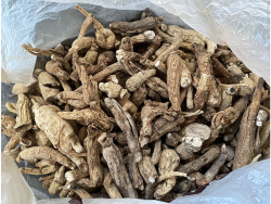 Женьшень настоящий (обыкновенный), корни, сушёные, /лат. Panax ginseng/ - фото2